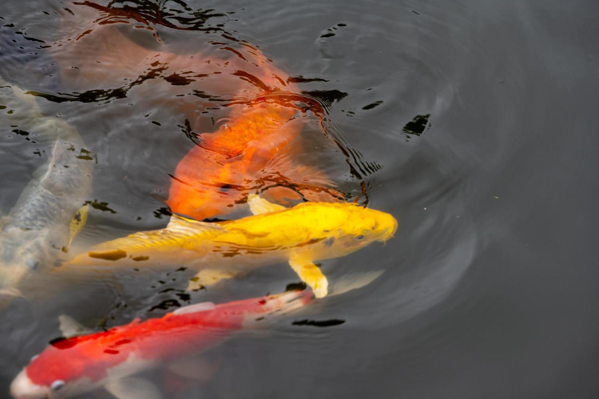 Pezula Nature Retreat كنيسنا المظهر الخارجي الصورة Koi